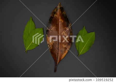 Magnolia and daphne bay tree leaf, leaf of magnolia and daphne tree different color Magnolia and daphne bay tree leaf, leaf of magnolia and daphne tree different color 109519252