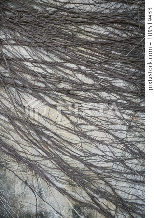 Banyan tree roots on the cement wall Banyan tree roots on the cement wall 109519433