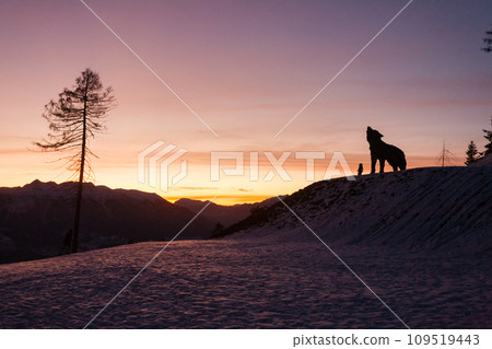 Wooden sculpture of a wolf. Italian landmark at dawn Wooden sculpture of a wolf. Italian landmark at dawn 109519443