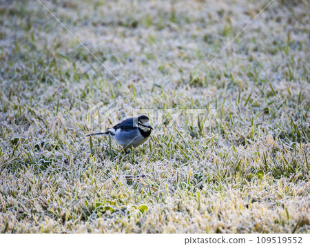 Black-backed wagtail Black-backed wagtail 109519552