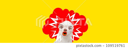 Little purebred dog with male eyes and female mouth expressing shock against yellow background. Contemporary art collage. 109519761