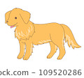 golden retriever standing sideways 109520286