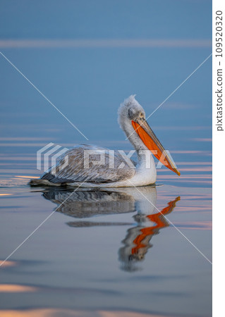 Pelican swimming over smooth lake with reflection Pelican swimming over smooth lake with reflection 109520320