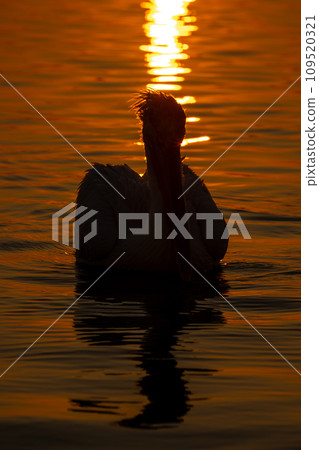 Pelican swimming silhouetted by reflection of sun 109520321
