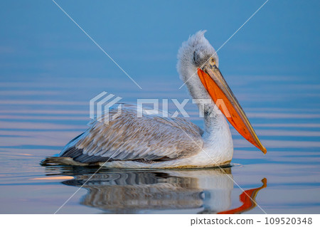 Pelican swims over smooth lake in profile Pelican swims over smooth lake in profile 109520348