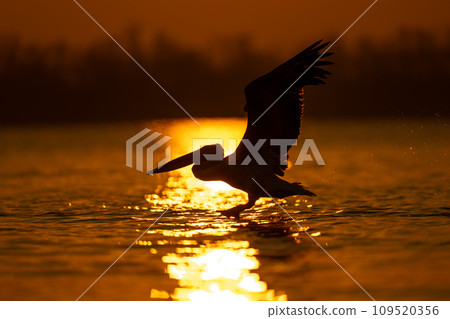 Pelican takes off at dawn from water Pelican takes off at dawn from water 109520356