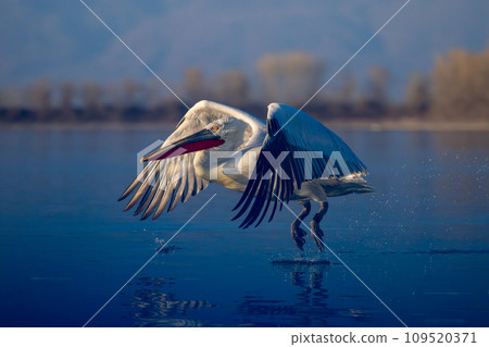 Pelican taking off from lake in sunlight Pelican taking off from lake in sunlight 109520371