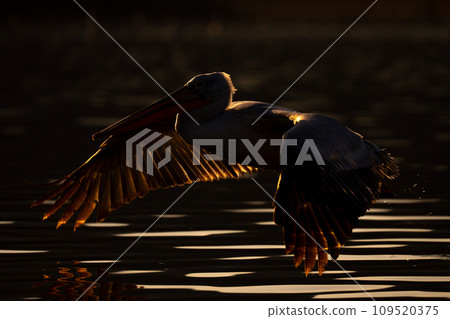 Pelican taking off from water at dusk Pelican taking off from water at dusk 109520375