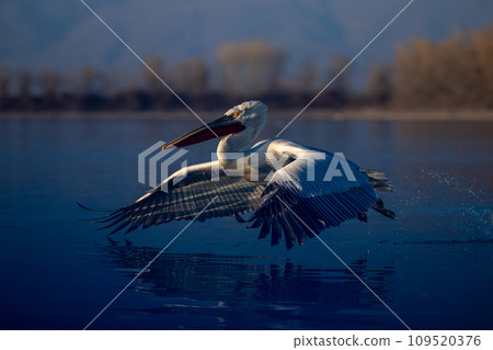 Pelican taking off from water in sunshine Pelican taking off from water in sunshine 109520376