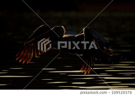 Pelican taking off from water with backlighting Pelican taking off from water with backlighting 109520378