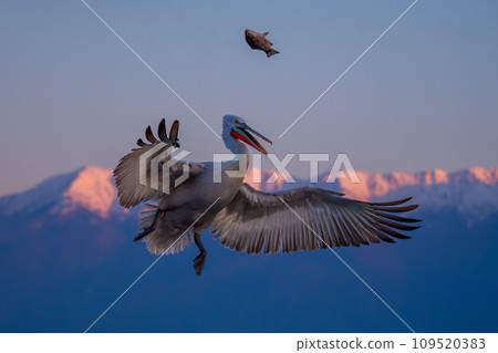 Pelican tries to catch fish near mountains Pelican tries to catch fish near mountains 109520383