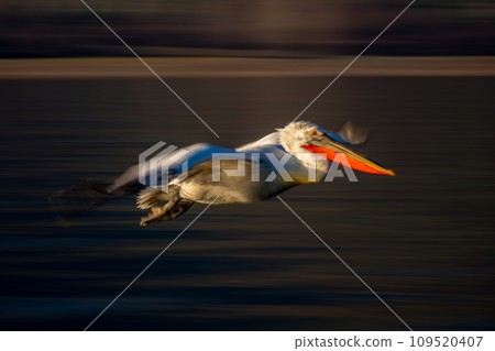 Slow pan of Dalmatian pelican crossing water Slow pan of Dalmatian pelican crossing water 109520407