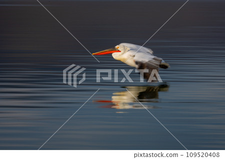 Slow pan of Dalmatian pelican flying low Slow pan of Dalmatian pelican flying low 109520408