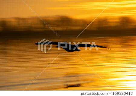 Slow pan of Dalmatian pelican over lake Slow pan of Dalmatian pelican over lake 109520413