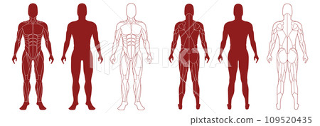 Male figure with anatomical muscles front and bak view set. Male figure with anatomical muscles front and bak view set. 109520435