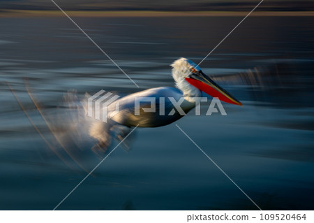 Slow pan of pelican crossing calm lake 109520464