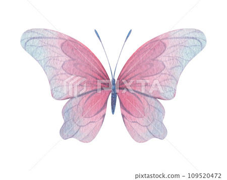 Butterfly are pink, blue, lilac, flying, delicate with wings. Hand drawn watercolor illustration. Isolated element on a white background, for design. 109520472