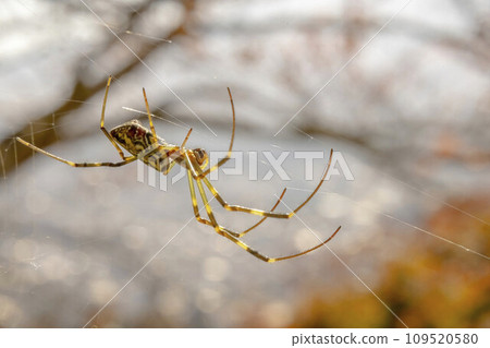 A Trichonephila clavata or a Joro spider. A member of the Trichonephila genus. The spider can be found throughout Japan 109520580