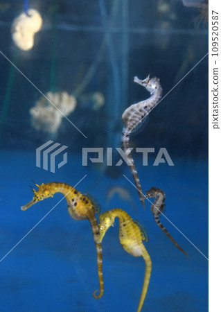 海馬在鹿兒島縣海馬之家快樂地游泳 109520587