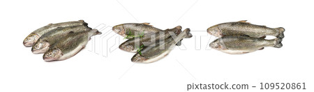Raw Trout Isolated Raw Trout Isolated 109520861