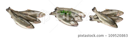 Raw Trout Isolated 109520863