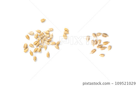 Peeled Sunflower Seeds Isolated, Raw Sunflower Kernels Group, Sun Flower Grains, Peeled Sunflower Seeds Peeled Sunflower Seeds Isolated, Raw Sunflower Kernels Group, Sun Flower Grains, Peeled Sunflower Seeds 109521029