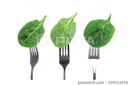 Fresh Spinach Leaves on Forks Isolated Fresh Spinach Leaves on Forks Isolated 109521076