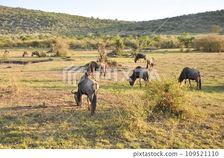 wildebeest herd in Kenya National Park, Africa 109521110