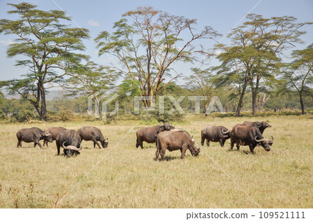 herd of buffaloes on an open grassy plain in national park in Kenya herd of buffaloes on an open grassy plain in national park in Kenya 109521111
