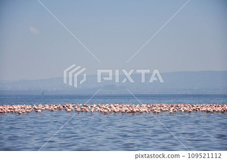 Flamingo. Flamingo Flock. Africa. Kenya. African flamingos. 109521112