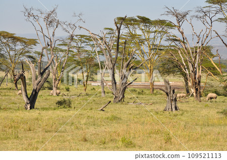 Dry trees on the savannah fields in Kenya, Africa. 109521113