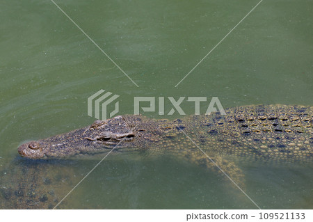 The crocodile swimming on the river near canal The crocodile swimming on the river near canal 109521133