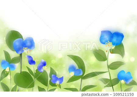 露草花卡2 109521150