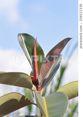 Ficus Elastica Burgundy or Assam Rubber, Decora Tree or elastica or Ficus elastica or Indian Rubber Tree or moraceae or Rubber Plant or Variegated Indian Rubber Ficus Elastica Burgundy or Assam Rubber, Decora Tree or elastica or Ficus elastica or Indian Rubber Tree or moraceae or Rubber Plant or Variegated Indian Rubber 109521336