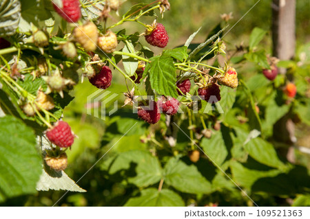Ripe and unripe raspberry in the fruit garden. Growing natural bush of raspberry. Branch of raspberry in sunlight. Ripe and unripe raspberry in the fruit garden. Growing natural bush of raspberry. Branch of raspberry in sunlight. 109521363