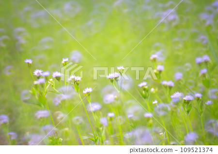 Depth of field purple little iron weed at field grass,purple flower grass with nature blur background 109521374
