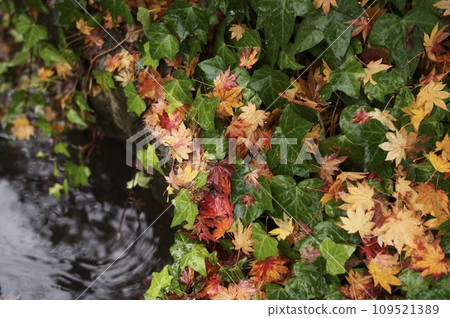 Nature Nature 109521389
