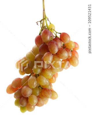 Bunch of organic pink grapes isolated on white background. 109521431