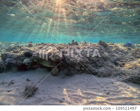 Underwater life of reef with corals and tropical fish. Coral Reef at the Red Sea, Egypt. 109521497