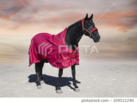 horse and blanket 109522290