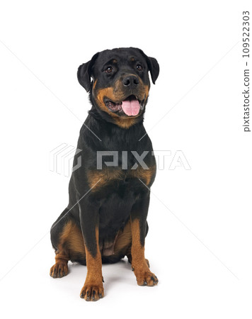 rottweiler in studio rottweiler in studio 109522303