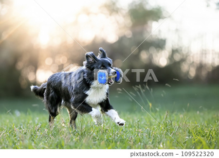 obedience training with a border collie 109522320