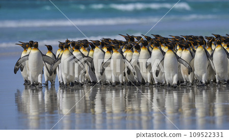 King Penguins in the Falkland Islands 109522331