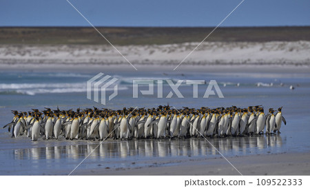 King Penguins in the Falkland Islands 109522333