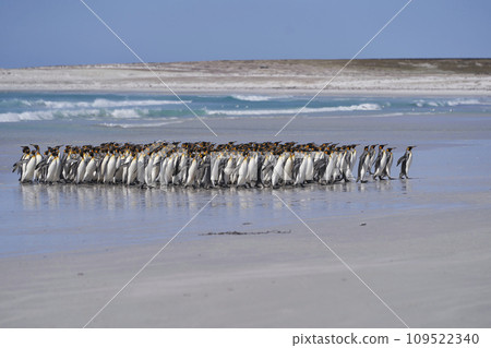 King Penguins in the Falkland Islands 109522340