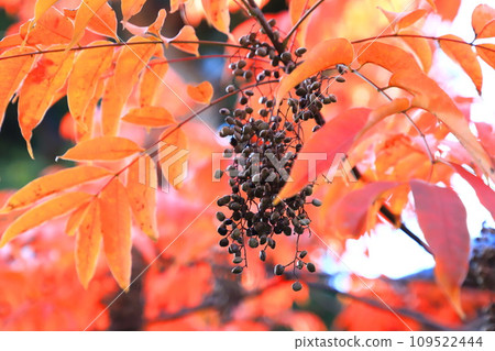 Autumn leaves and fruits of the yellow oak tree Autumn leaves and fruits of the yellow oak tree 109522444