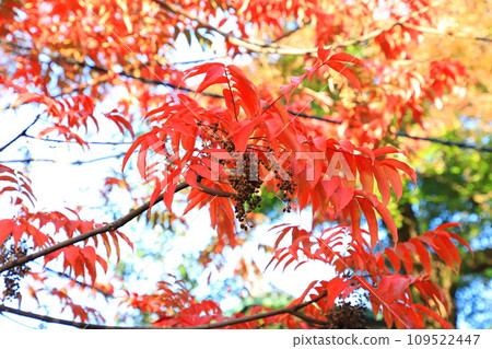 Autumn leaves and fruits of the yellow oak tree 109522447