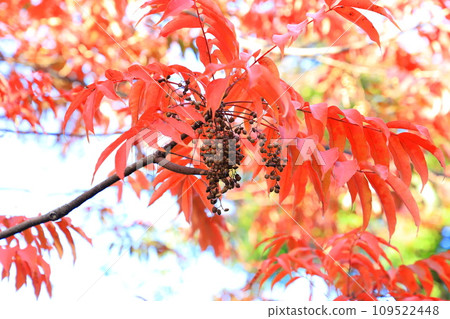 黃橡樹的秋葉和果實 109522448