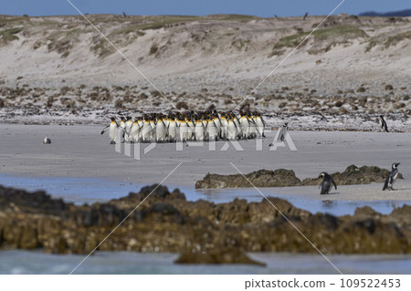 Penguin Beach 109522453