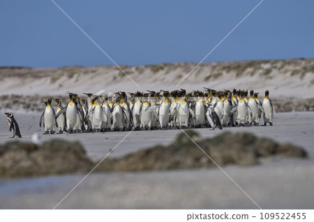 Penguin Beach Penguin Beach 109522455